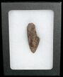 Tyrannosaurus rex (T-Rex) Tooth Tip - South Dakota #11916-3
